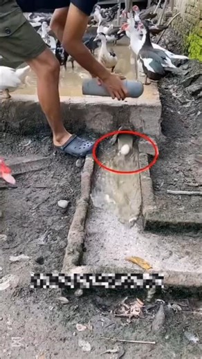 This Farmer earns 150 dolar pre hour