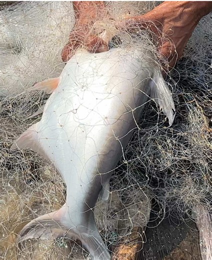 Lên hanh nữa nha #fishing #xuhuong #Mientay