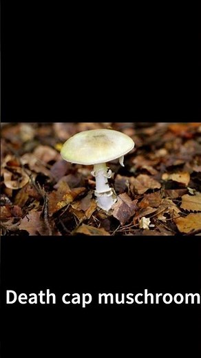"World's Most Dangerous Mushroom 🍄 | Death Cap Explained! | Samjho Science"