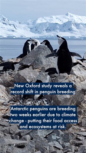 A new Oxford study shows that Antarctic penguins have brought their breeding season forward two weeks in response to climate change. These changes threaten to disrupt penguins’ access to food and increase interspecies competition. Penguins play a key role in Antarctic food chains, and losing penguin diversity increases the risk of broad ecosystem collapse. Researchers from Oxford and Oxford Brookes University studied three species of penguins over 10 years from 2012 to 2022, specifically their ‘