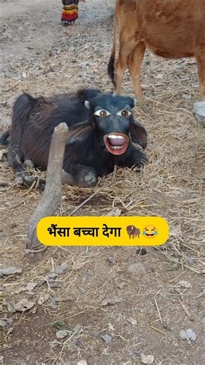 भैंसा बच्चा देगा 🦬😂 #funny #thetharpuns #shilpisaroja #comedy