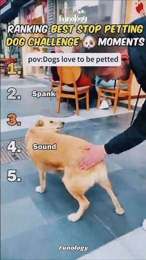 Ranking Best Stop Petting Dog Challenge Moments. #viral #short #dog #foryou #animals #funny #trend