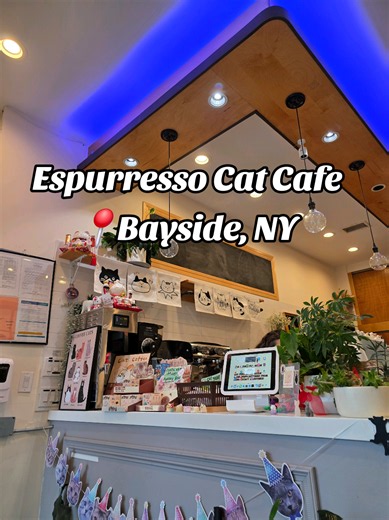 Visit Espurresso Cat Cafe in Bayside, NYC