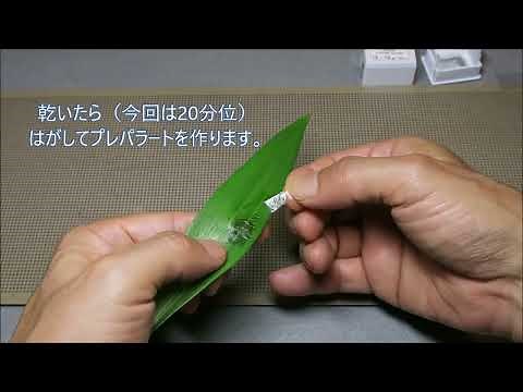 小学６年 理科 植物のつくりと働き 「気孔の観察 Ver.2」Observation of pores