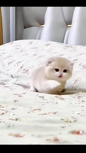 3.6K views · 13 reactions | "Ever heard your cat make this weird...