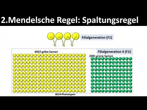 Mendel's Second Law - Law of Segregation [+ Application Exercise] - [Biology]