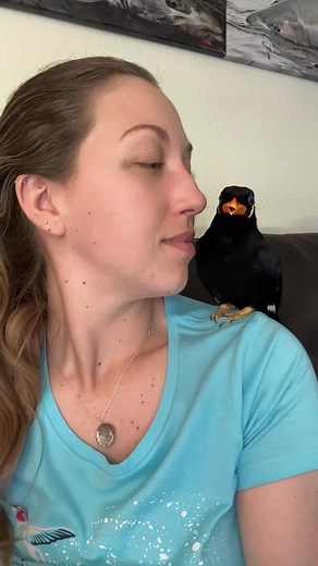 bigggggg yawn 🥱 #indianhillmynah #ArgyleTheMynah #greaterindianhillmynah | Argylethemynah