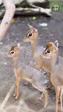 ​Tiny legs, huge personality! 🦌✨ Meet the Dik-dik, the world’s mini deer.🌿​#dikdik #wildlife #nature