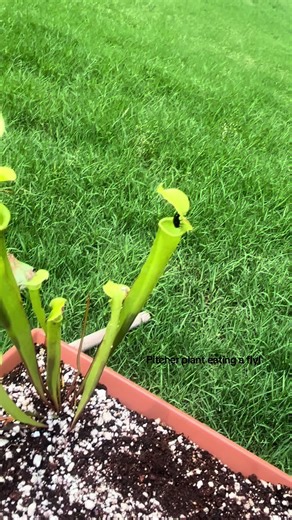 Pitcher Plant Eating a Fly: Nature's Carnivorous Marvel