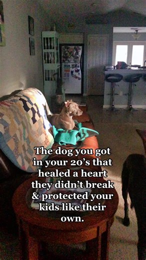 #trend #dogtok #foreverandever #amen #dog #fyp #trending #souldog #heartdog #dogs