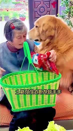 The Kind Dog #218 | The elderly lady is so lucky to have this dog by her side in her old age