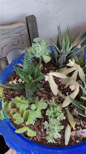 Nueva Maceta DIY #plants #gardening #garden