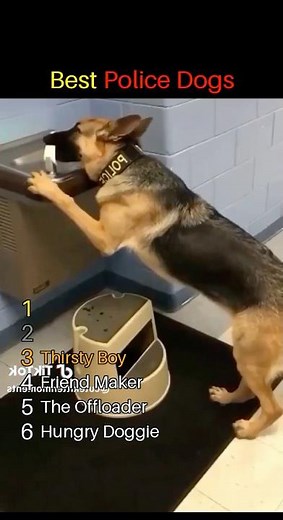 Best Police Dogs Ranked