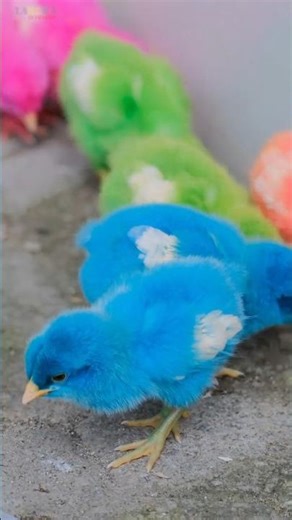 Colorful Rainbow Chicks! 🐥🌈 Cute & Fun Short Video