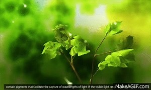 Photosynthesis: Light reaction, Calvin cycle, Electron Transport [3D Animation] on Make a GIF
