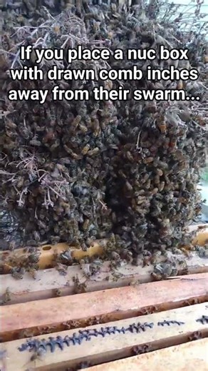 When catching swarms that are difficult to scoop or shake, simply set your equipment as close as you