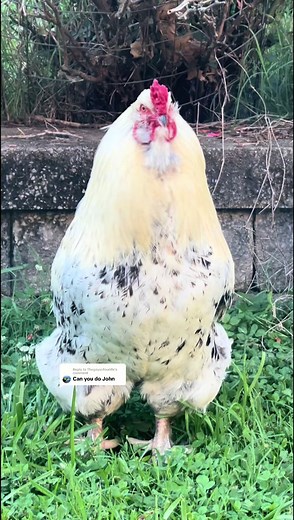 ChickenHappyHour (@chickenhappyhour) - Funny Moments with John and his Chicken Friends