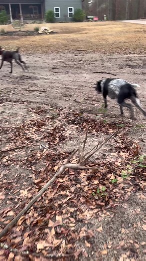#dog #training #trainer #gsp