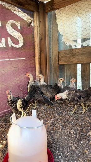 Larry Romero: Insights into Texas Gamefowl Breeders