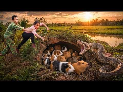 72 Hours of Danger: Catching Hundreds of Rats in the Garden as a Giant Python Closes In to Attack