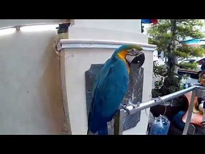 Bel Ara bleu à Saigon