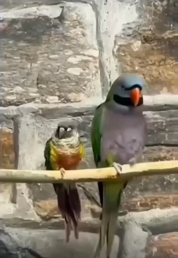 Smart Parrots Compilation | Amazing Bird Tricks