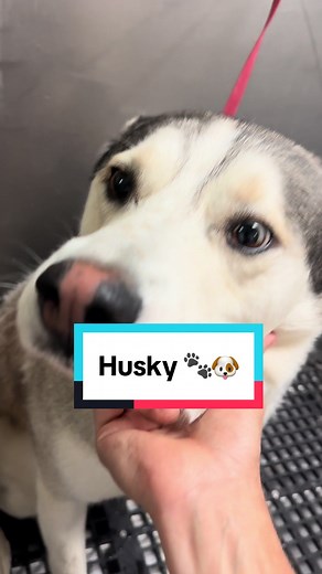 Ultimate Husky Grooming Routine