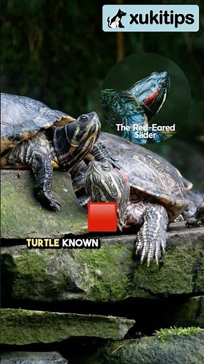 Red-Eared Slider Essentials: Diet, Habitat, and Care #redearedslider #redearsliderturtle #turtle