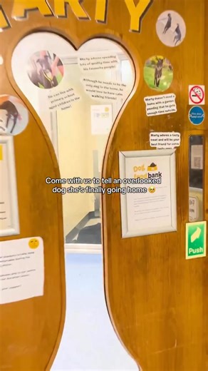 Some very happy news to make you smile today 💛 Cara at Dogs Trust Harefield rehoming centre has been adopted! [Video description: A large brown and black dog is shown first in her kennel and then saying goodbye to her carers at the centre. She sits proudly with her yellow bag before heading off with her new family.] | Dogs Trust