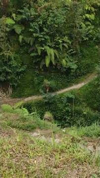 Mount Merapi Was Recorded Launching Hot Clouds Today