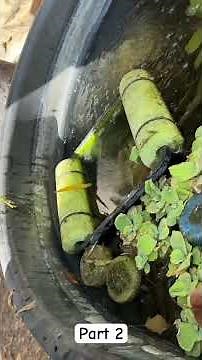 Part 2 - Hydrogen Peroxide for algae control