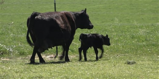 Big B, the viral Ash Grove, Mo., cow, gives birth