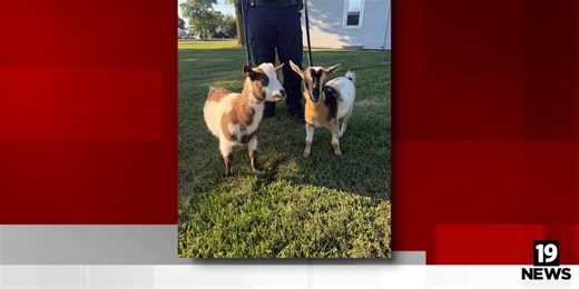 Goats return safely to their Perkins Township home