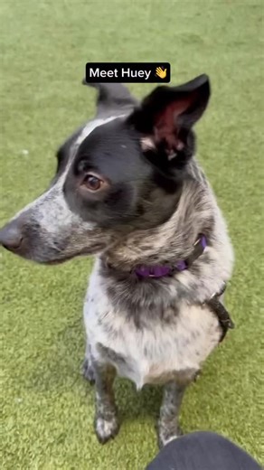 Say hello to Huey! He’s an 8-month-old cattle dog mix who brings equal parts sweetness and silliness wherever he goes. Huey loves a good stick (and will carry them on walks!), lives for peanut butter and firmly believes every morning should start with belly rubs. Come meet Huey today to see if he’s your paw-fect match! You get to decide his adoption fee. Video by @adoptablepupdates #cattledog #cutepuppy #puppy #puppylife #adopt | Seattle Humane