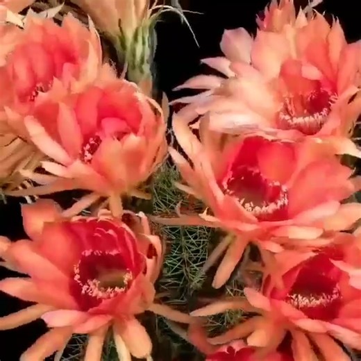 32K views · 3.9K reactions | Echinopsis Blooms Succulentopedia Cactus Garden | Cactus Garden | Facebook