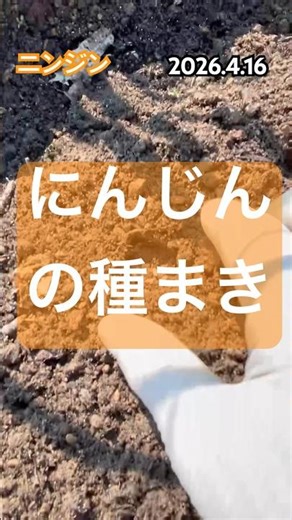 [I planted new carrot seeds 🥕] #carrots