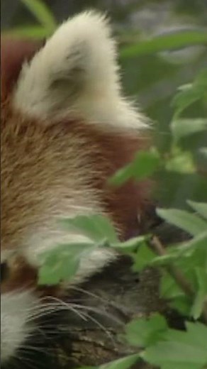 Welcoming New Red Pandas | Zoo Days E5 #animals