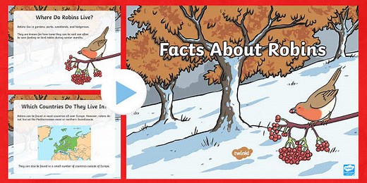 KS1 Facts about Robins PowerPoint