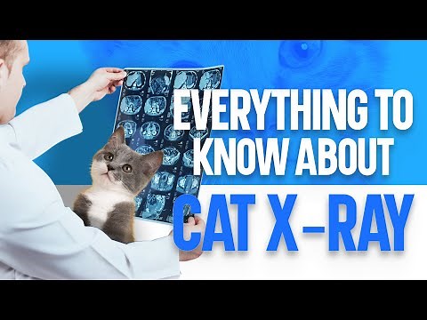 Everything to Know about Cat X-Ray