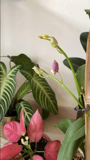 Orchid blooming Time lapse full video 🌸