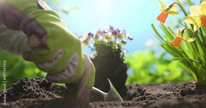 Gardener woman planting flowers in the garden at morning Stock Video