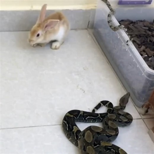 1.3K views | ثعبان كبير يبتلع بوبري كونيجو | Beit El Hiwar - بیت الحوار | Facebook