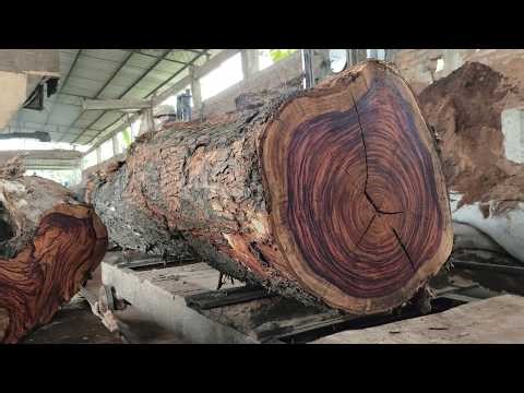 $100K WOOD! Rare Sonokeling Exported Overseas | Premium Rosewood Processing
