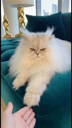 These Cats Won't Let Anyone Touch Them #catattitude #stubborn #shorts