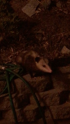 Tahnaiya R. - Gardener | Never had a possum get this close to my house before. I wonder if my guests could hear my nonsense. . . . #possum #marsupial #wildlife... | Instagram