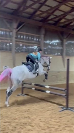 The jumping machine is finally back #horse #equestrian #jumping