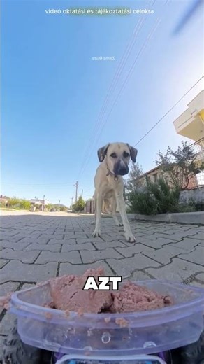 Ez a fiú megijesztette az éhes kutyát 😨