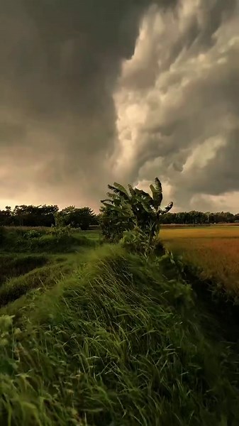 dark beautiful nature #naturephotography #natureza #naturevibes #peacfullvibes #srilankan_tik_tok🇱🇰