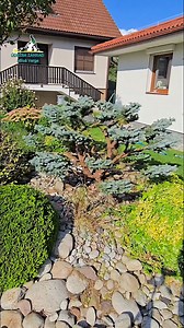 5K views · 2.5K reactions | Picea pungens GLAUCA GLOBOSA #gardenbonsai #transformation #garden #bonsai #garten #gardenlove #gartenliebe #niwaki #hedge #satisfying #zahrada #gartenliebe #topiary #topiaryart | Milos Varga | Facebook