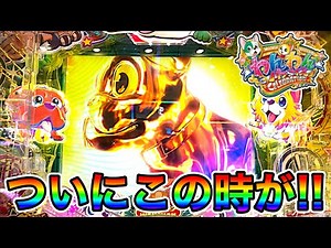 PAわんわんセレブレーションAGBD.実践動画‼️(ダルマ実践)